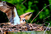 Friendship Landing- Swans, Osprey, Eagles
