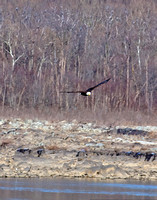 Eagles at Conowingo Dam