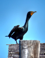 Waterbirds- Pea Island, Hatteras NC