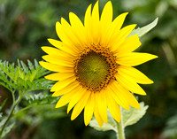 Sunflowers & Goldfinch