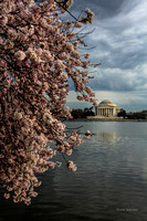 2015 Cherry Blossoms, DC