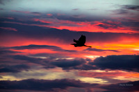 Heron in Vivid Sunset, Popes Creek