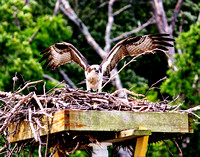 Osprey & Heron at Friendship Landing