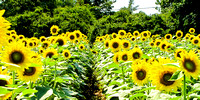 Sunflowers - McKee Breshers