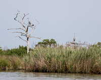 Point Lookout- Lots of Heron