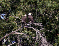 Friendship Landing eagles & osprey
