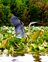 Mattawoman Heron, Egrets 2013