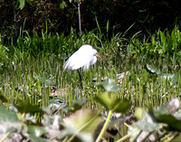 Mattawoman Creek - Egrets & more spring 2014