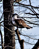 St. Thomas Creek, Osprey, Heron