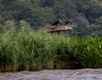 Osprey on Patuxent River
