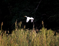 Egrets & Heron at Chapel Point