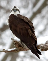 2014 Winter Osprey, Eagle, Heron at Popes Creek