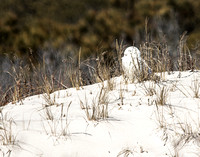 Snowy Owls at Assateague