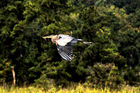 McIntosh Run Heron & Egrets