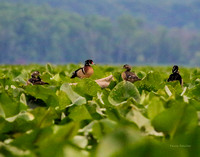 Wood Ducks at Mattawoman Creek