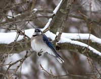 Bluejay in the Snow